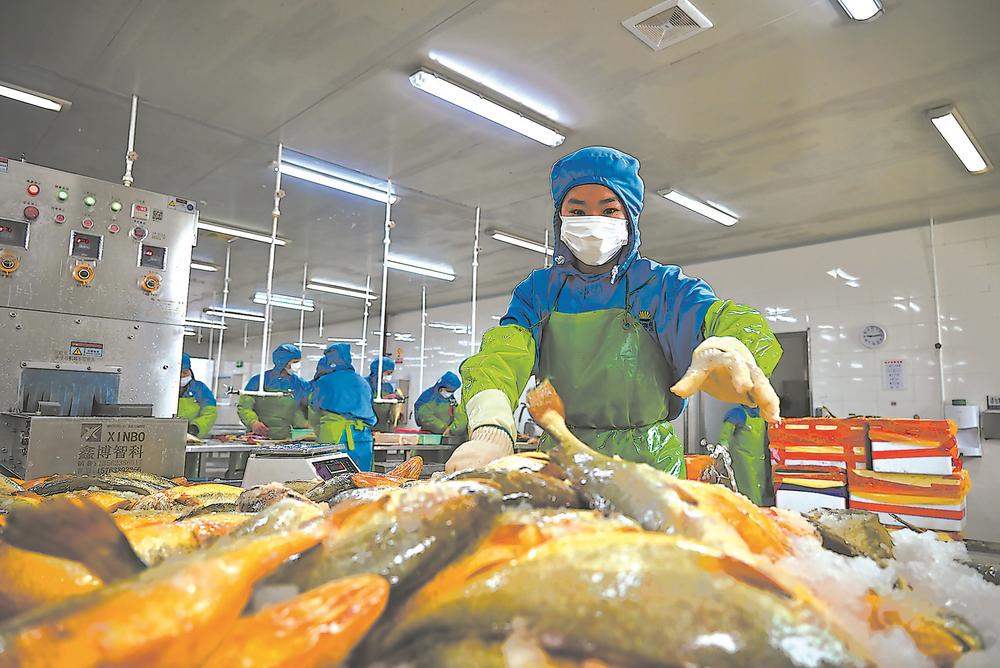 寧德蕉城水產企業出口忙